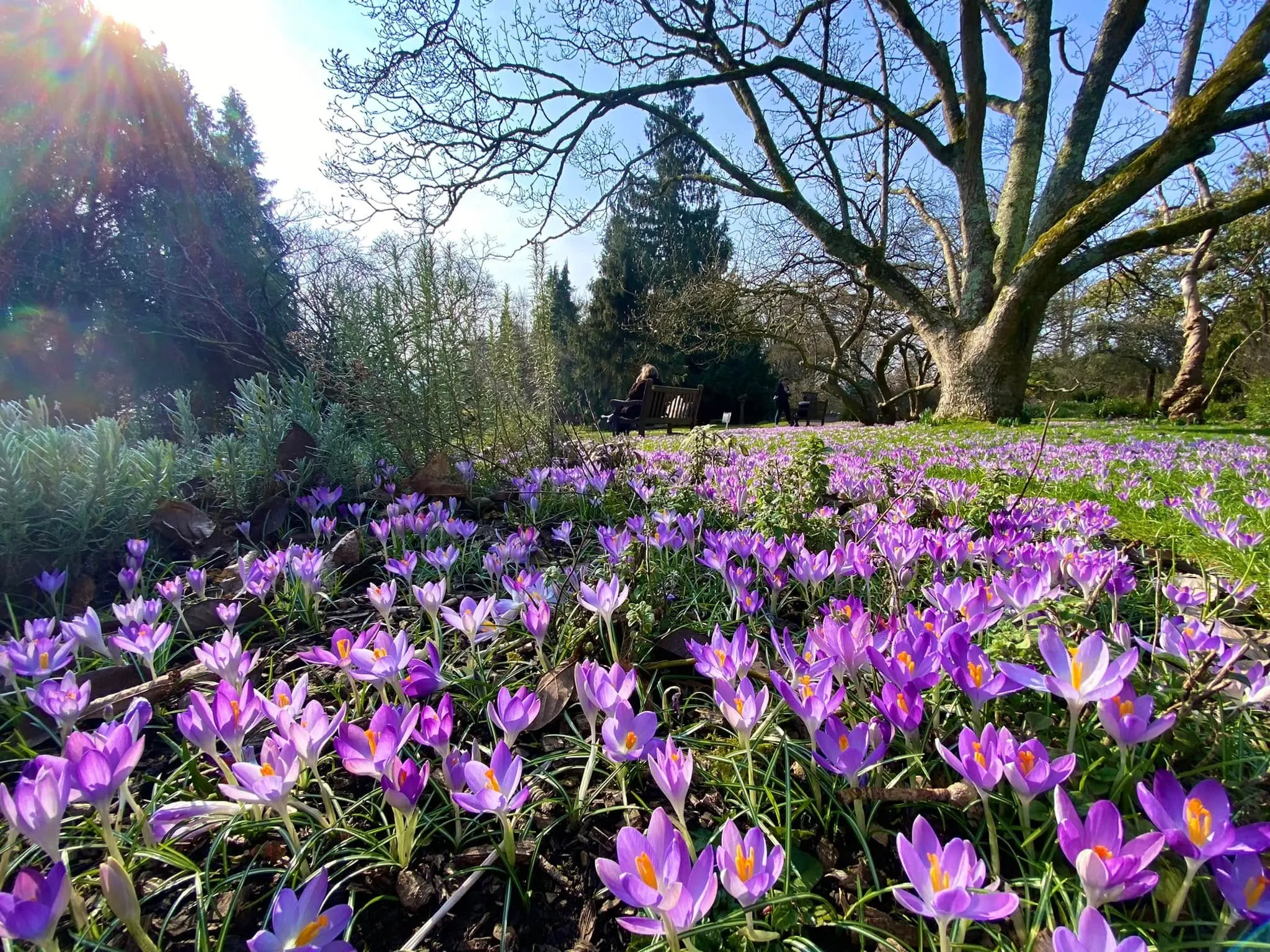 crocus flowers in the botanical gardens, Sheffield England